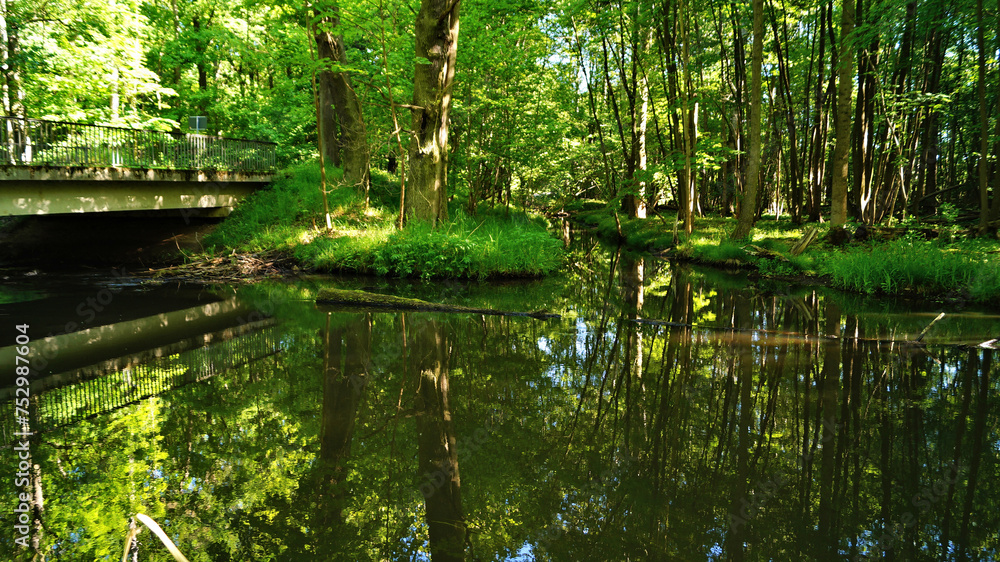 Obraz premium Wald mit Fluss und Brücke