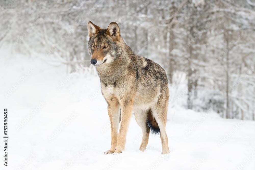 Fototapeta premium gray wolf standing on the snow in the forest