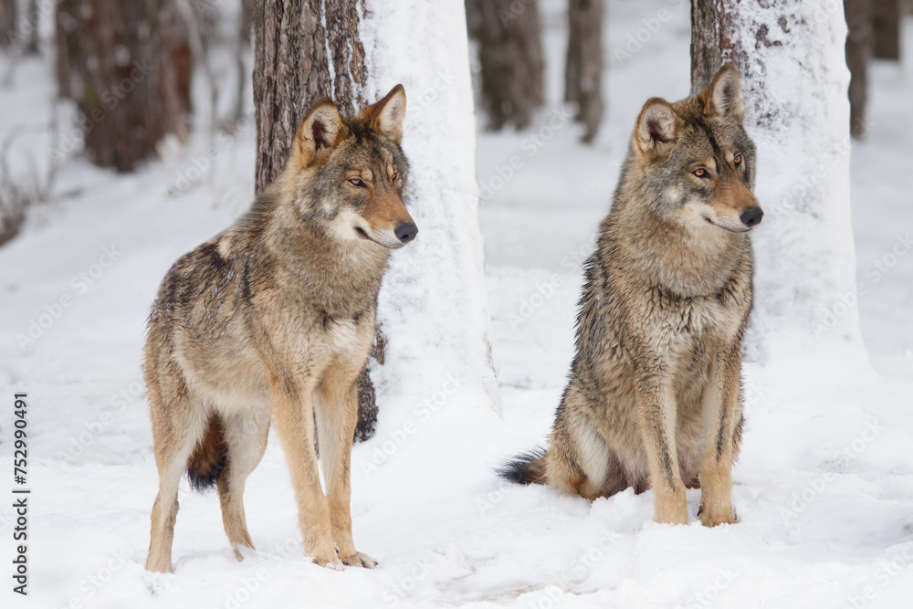 two gray wolf standing on the snow in the forest