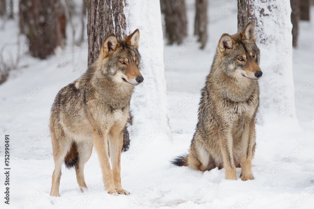 Obraz premium two gray wolf standing on the snow in the forest