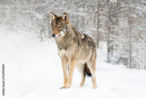 gray wolf standing on the snow in the forest © fotomaster