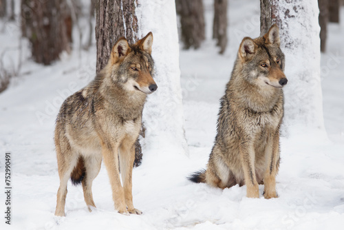 two gray wolf standing on the snow in the forest