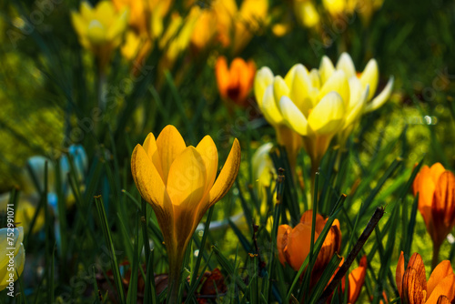 View of blooming crocuses in a clearing in the morning light. Close-up of beautiful blooming crocuses in spring.