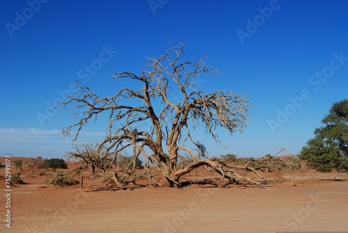 A solitary tree stands resilient amidst the arid desert landscape, its roots delving deep into the parched earth, a symbol of life and perseverance in the face of adversity.