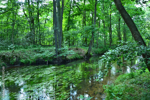 Wald mit Fluss  Buckau  N  he Malge  Ausflugsziel