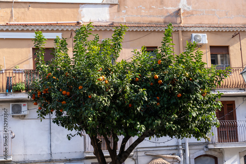 Fototapeta Naklejka Na Ścianę i Meble -  A tree with oranges on it is in front of a building