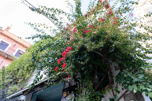 A large bush with red flowers is growing on the side of a building