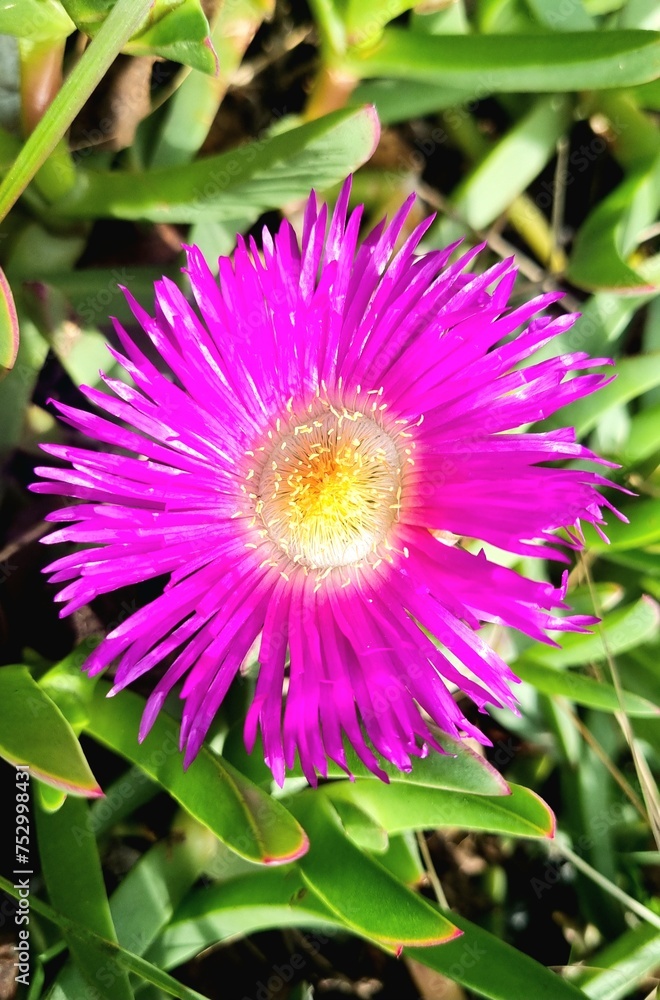 Obraz premium pink flower