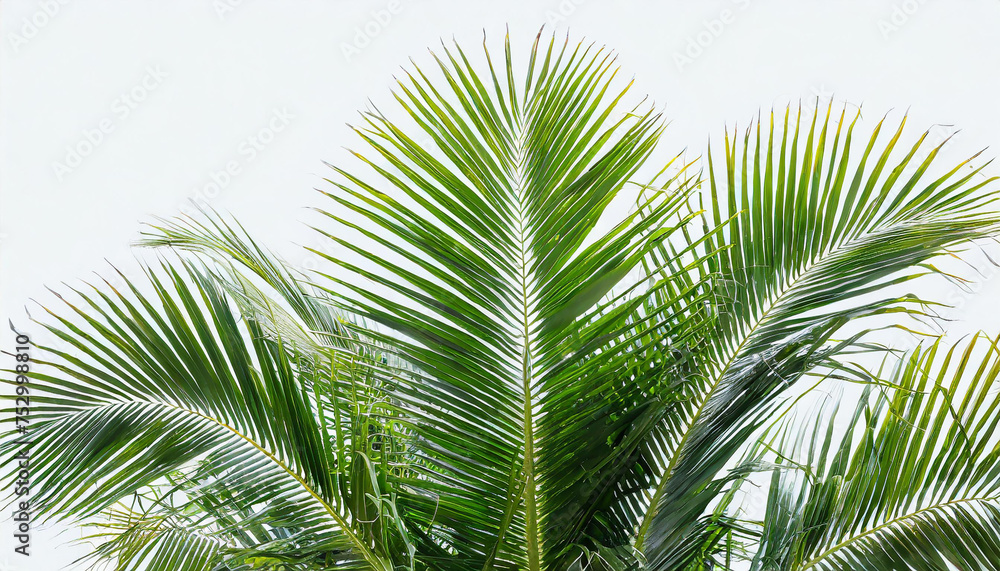 Green leaves palm isolated on white background for montage product display or design key visual layout.with clipping path..