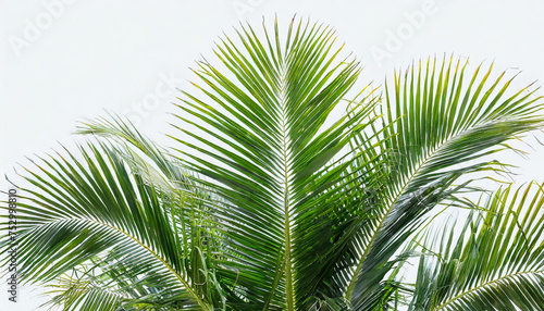 Green leaves palm isolated on white background for montage product display or design key visual layout.with clipping path.. © Verdiana