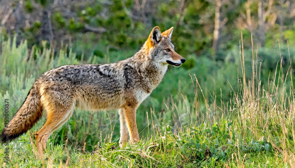 Wild coyotes standing in prairie grass in nature found throughout North America. They're known for their distinctive yipping and howling sounds Wild coyotes standing in prairie grass in nature found throughout North America. They're known for their distinctive yipping and howling sounds