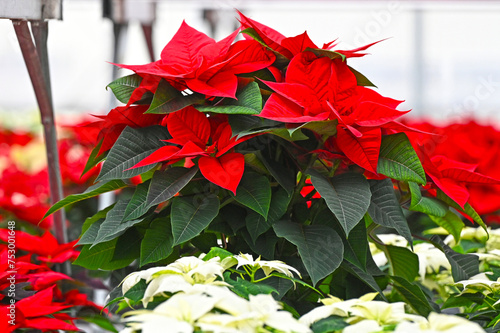 Many poinsettias in a nursery photo