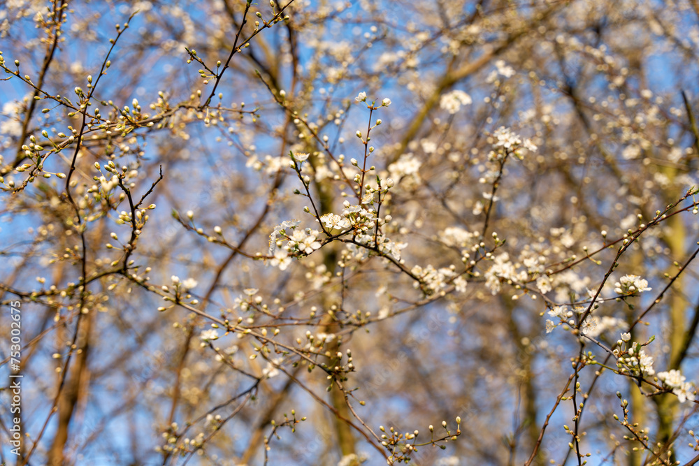 Wild apple flowers. Wild apple tree in bloom. Wild apple flowers. Wild apple tree in bloom.