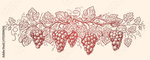 Vine with grapes and leafs. Grapevine, vineyard. Hand drawn sketch vintage vector illustration