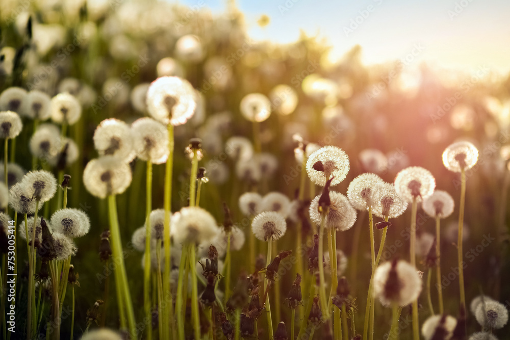 Summer background with blooming dandelions Summer background with blooming dandelions