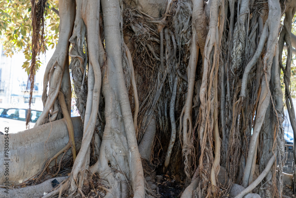 The trunk of a tree is covered in thick, gnarled roots