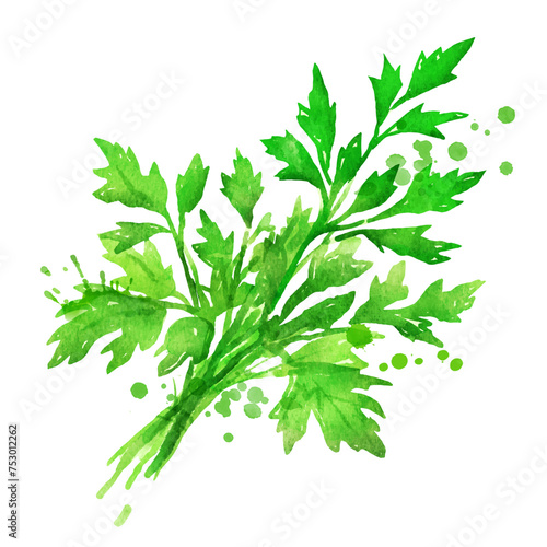 Vector isolated watercolor illustration of f a bunch of parsley with paint splashes.
