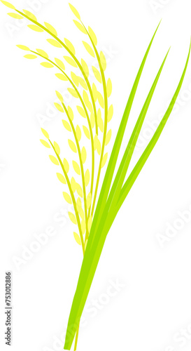 Ripe rice illustration, ripe rice plant (paddy) with green leaves isolated on white