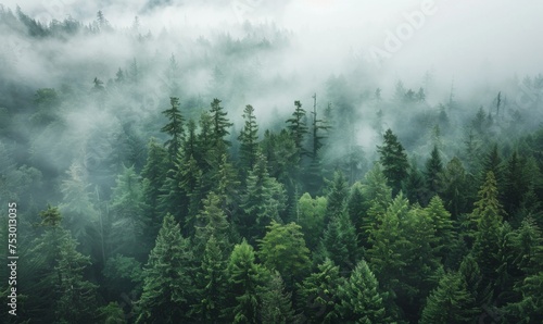 Pacific Northwest forest as misty drifts through the towering evergreens