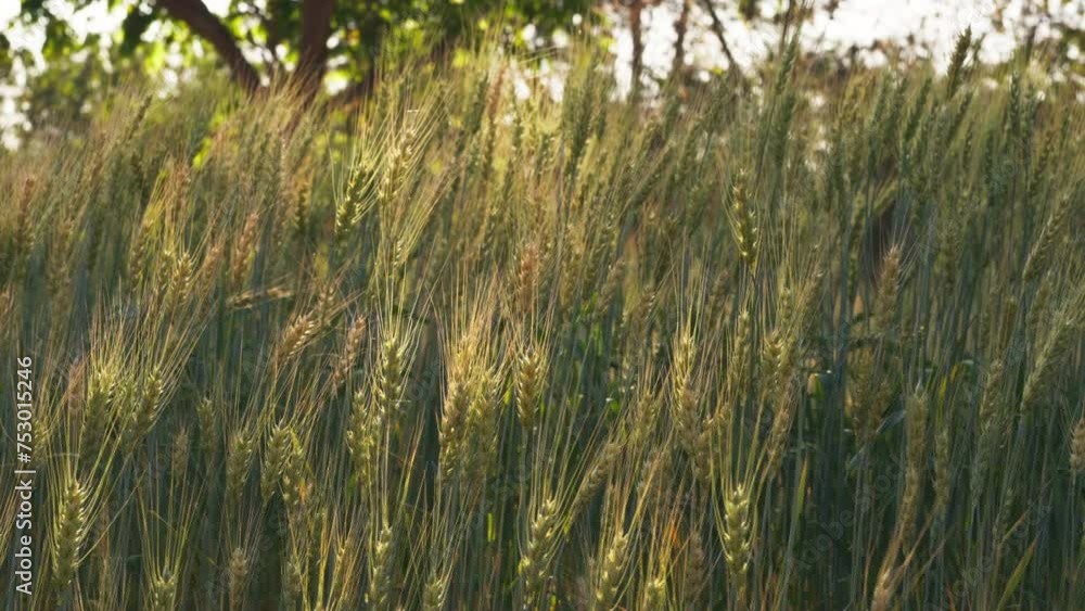 Slow motion shot green field of wheat swaying from the gentle wind. Agricultural business concept Slow motion shot green field of wheat swaying from the gentle wind. Agricultural business concept