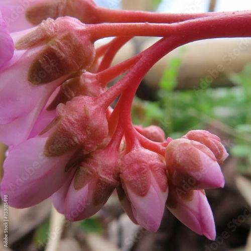早春にヒマラヤユキノシタのピンク色の蕾が開きます