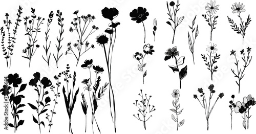 Spring flowers hand drawn vector set monochrome botanical illustration © Mark