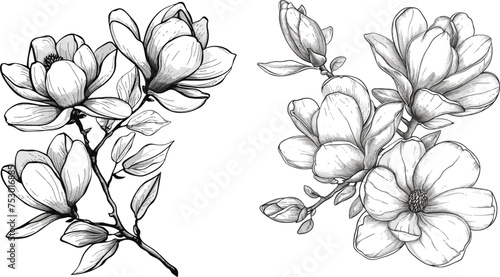 Magnolia flowers drawing and sketch with line-art