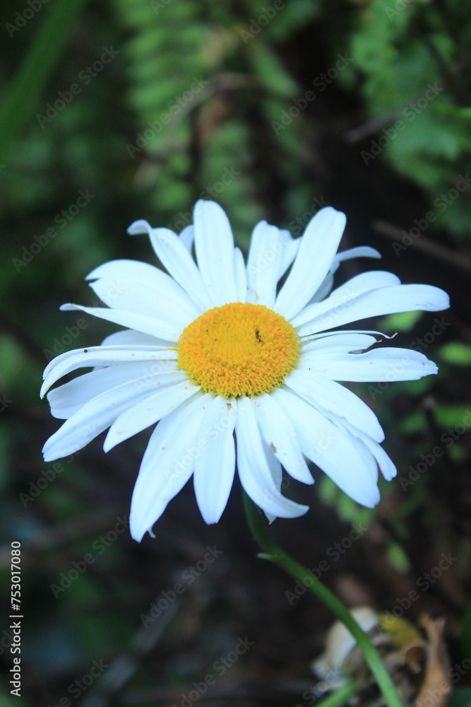 Obraz premium Oxeye Daisy in Full Bloom