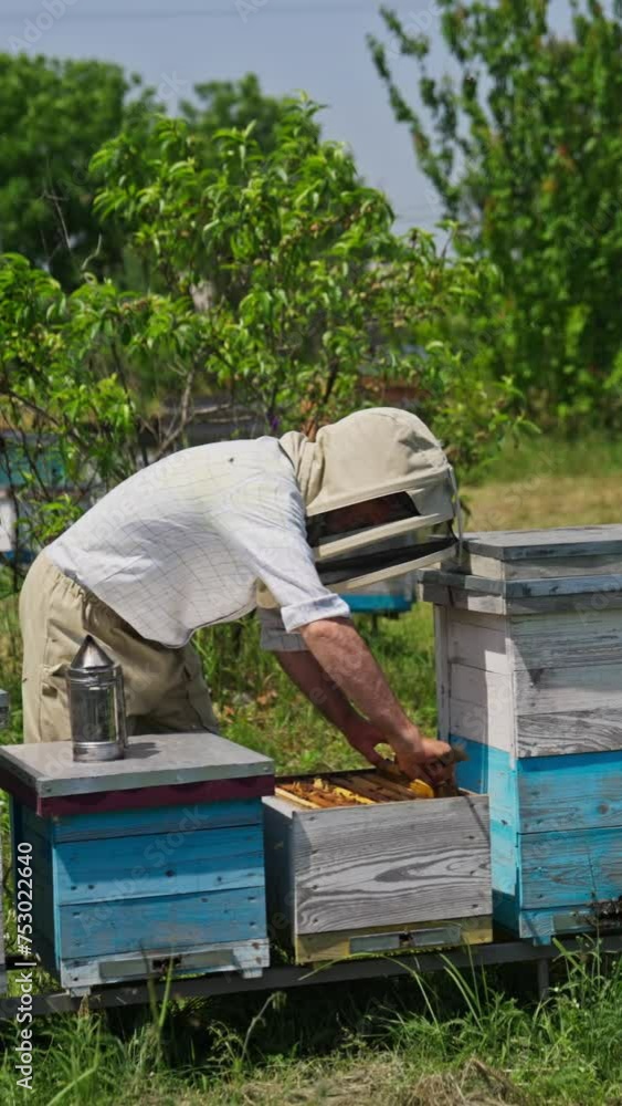 Beekeeper examining his bee farm hives. He takes out the frames out of hive and looks at it in the sun. Numerous bees flying around. Nature background. Vertical video. Beekeeper examining his bee farm hives. He takes out the frames out of hive and looks at it in the sun. Numerous bees flying around. Nature background. Vertical video.