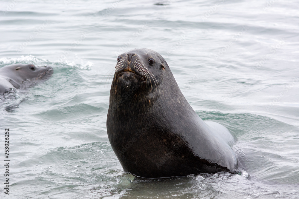 Fototapeta premium Lobo marino (Otaria flavescens), sur de Chile.