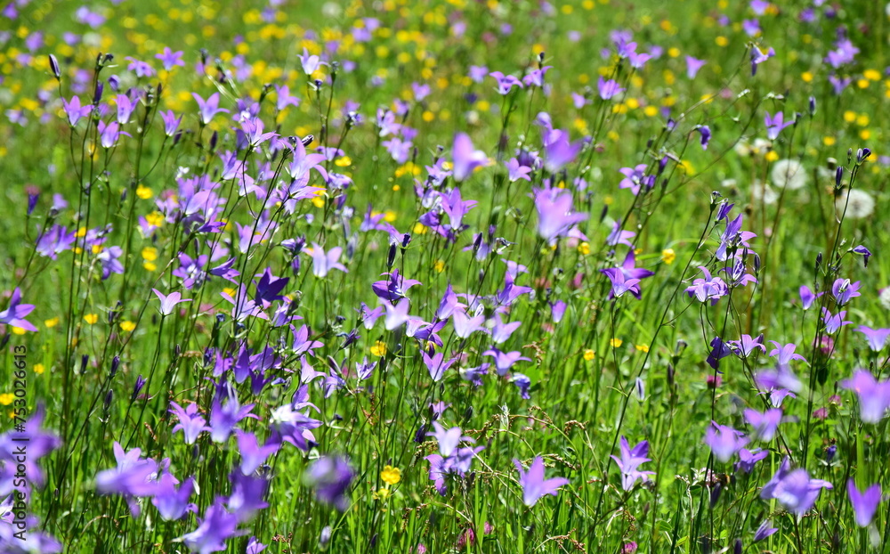Wildflower meadow in summer in sunlight, colorful variety of flowers, bluebells in purple Wildflower meadow in summer in sunlight, colorful variety of flowers, bluebells in purple