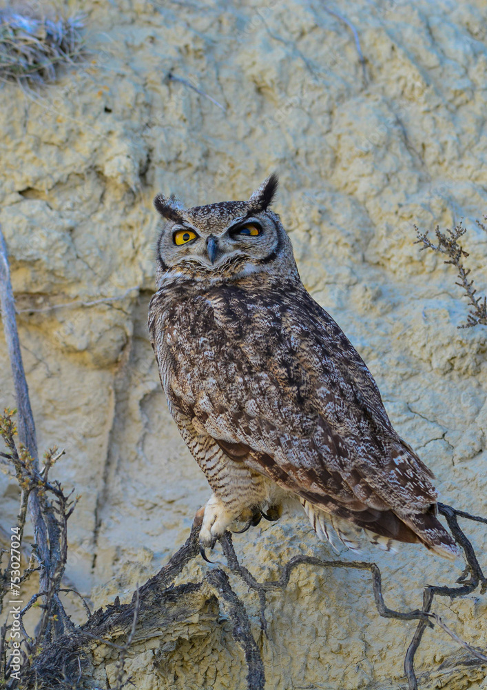 Obraz premium Great Horned Owl, Bubo virginianus nacurutu, Peninsula Valdes, Patagonia, Argentina.