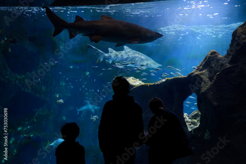 Silhouette de personnes devant aquarium géant avec requin.