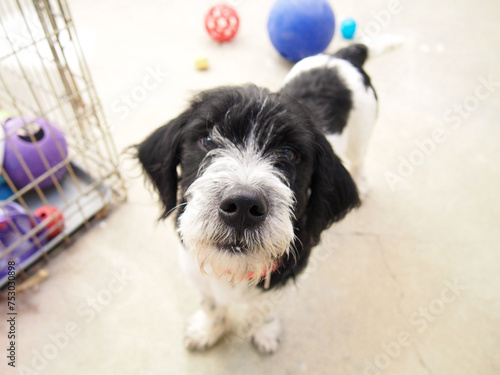portrait of a black and white dog