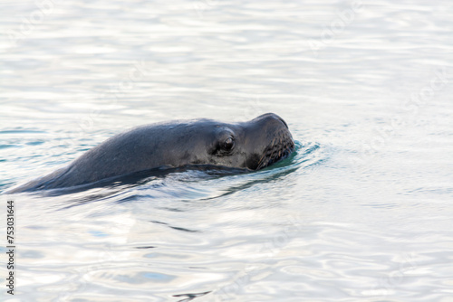 Lobo marino (Otaria flavescens) sur de Chile