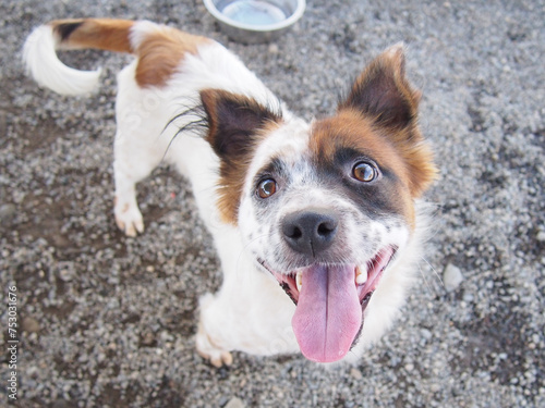 portrait of a black, brown and white dog