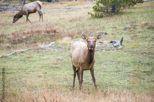 Elk female in Yellowstone National Park during autumn in Wyoming, USA