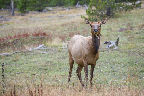 Elk female in Yellowstone National Park during autumn in Wyoming, USA