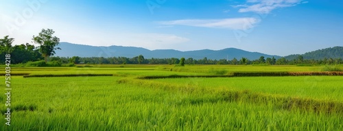 Lush Green Paddy Fields Under Clear Blue Skies