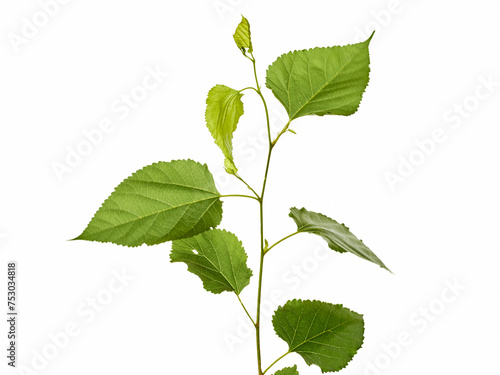 mulberry leaves isolated on white background