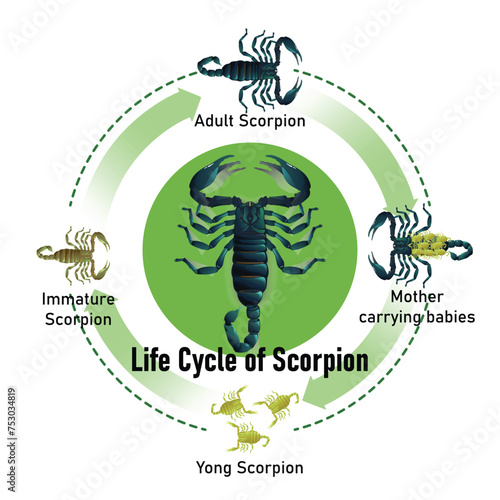 Scorpion Life Cycle object vector on white background.Isolated.for graphic design,education,science,agriculture and artwork.