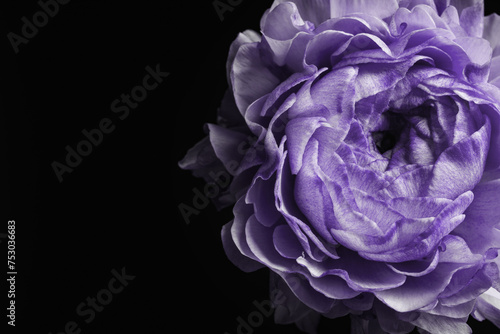 Violet flower on black background  closeup. Funeral attributes