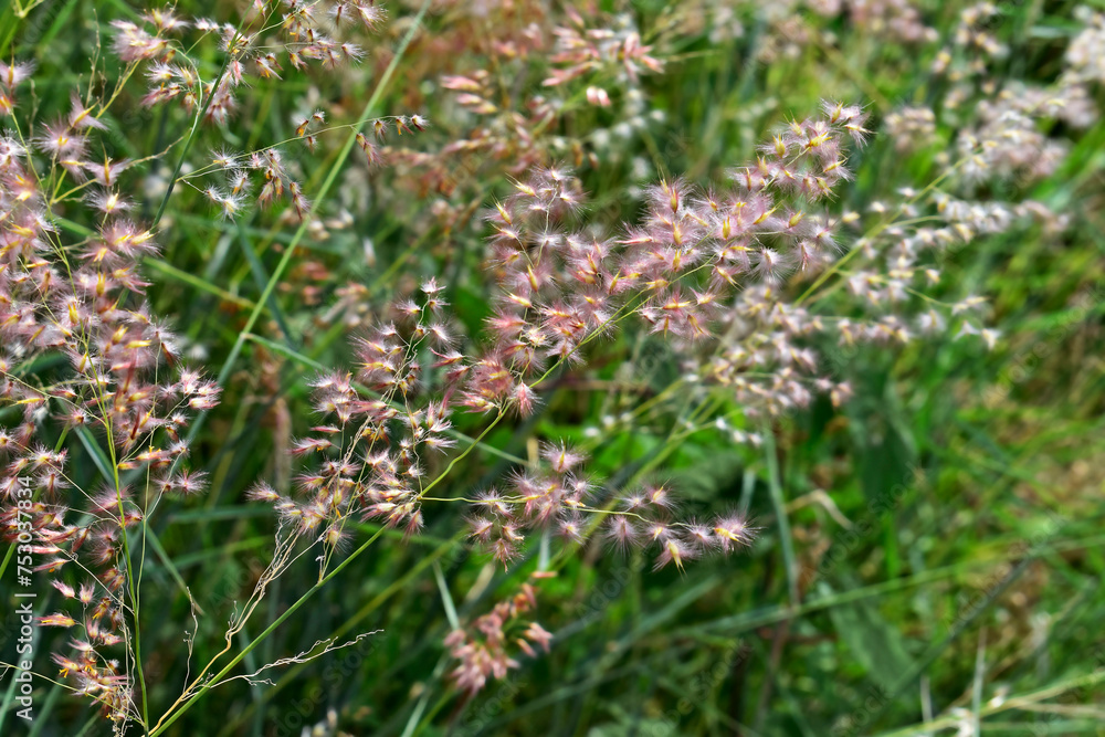 Rose Natal grass or Natal grass flowers (Melinis repens) Rose Natal grass or Natal grass flowers (Melinis repens)