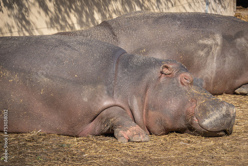 gros plan sur un hippopotame faisant une sieste 