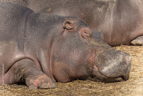 gros plan sur un hippopotame faisant une sieste	