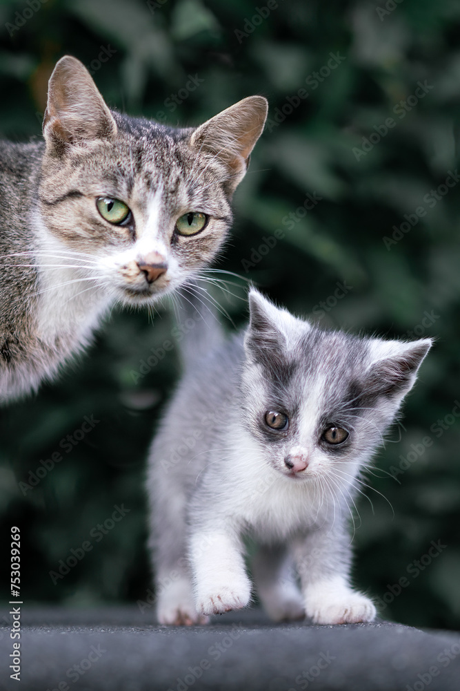 Tabby Kitten with Mother on Stone Path