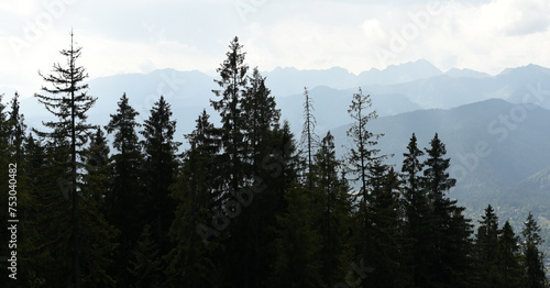 Foggy mountain landscape with fir forest.