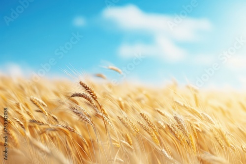 Golden wheat field under a sunny blue sky  symbolizing prosperity and abundance in agriculture. A beautiful rural landscape of wheat farming and harvest