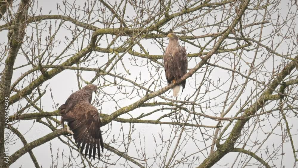 White-tailed eagle or Sea Eagle pair sitting high up in a tree during a winter day. White-tailed eagle or Sea Eagle pair sitting high up in a tree during a winter day.
