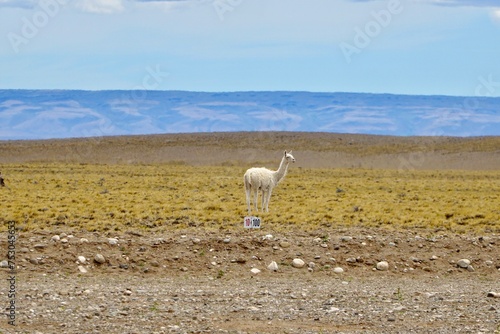 Wild Albino guanaco (Lama guanicoe) camelid native to South America in the desert near Tres Lagos, Patagonia, Argentina photo